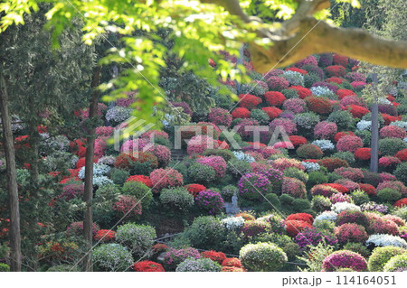 ツツジの花の名所　青梅市薬王寺 114164051