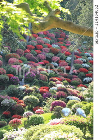 ツツジの花の名所　青梅市薬王寺 114164052