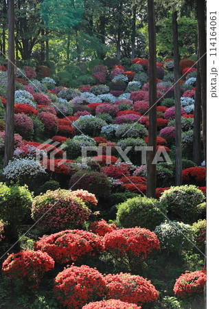 ツツジの花の名所　青梅市薬王寺 114164061