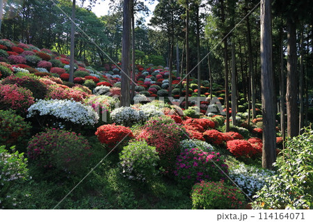 ツツジの花の名所 青梅市薬王寺 ツツジの花の名所 青梅市薬王寺 114164071