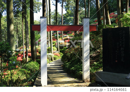 ツツジの花の名所 青梅市薬王寺 ツツジの花の名所 青梅市薬王寺 114164081