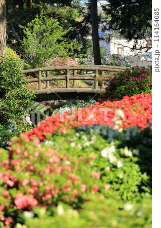 ツツジの花の名所 青梅市薬王寺 ツツジの花の名所 青梅市薬王寺 114164085