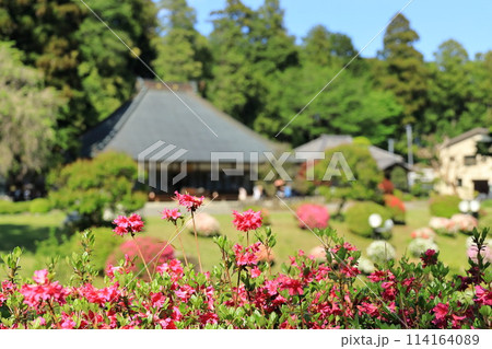 ツツジの花の名所 青梅市薬王寺 ツツジの花の名所 青梅市薬王寺 114164089