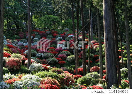 ツツジの花の名所 青梅市薬王寺 ツツジの花の名所 青梅市薬王寺 114164093