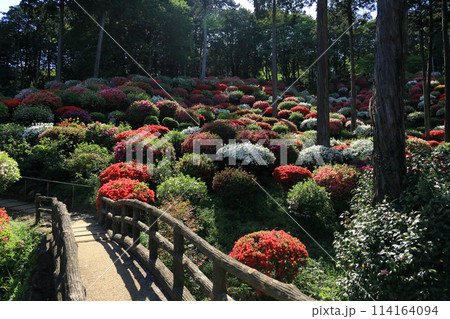 ツツジの花の名所 青梅市薬王寺 ツツジの花の名所 青梅市薬王寺 114164094