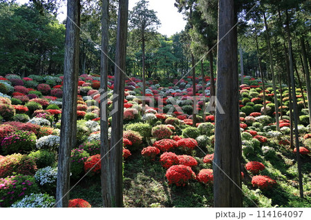 ツツジの花の名所 青梅市薬王寺 ツツジの花の名所 青梅市薬王寺 114164097