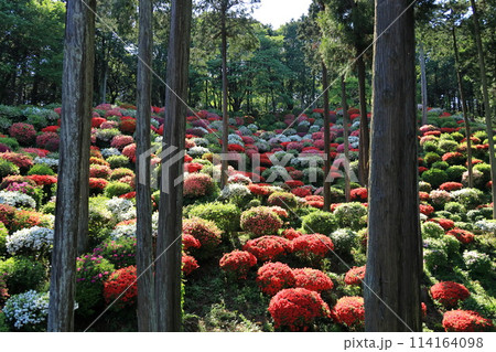ツツジの花の名所　青梅市薬王寺 114164098