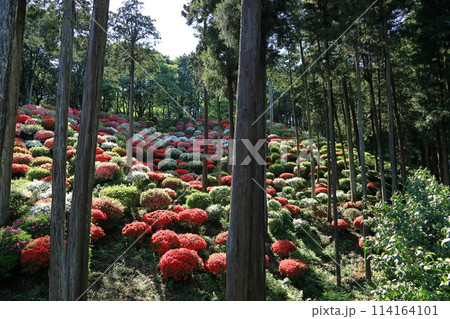 ツツジの花の名所　青梅市薬王寺 114164101