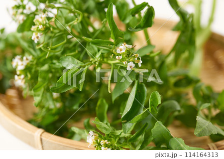 花のついたクレソン　白背景 114164313