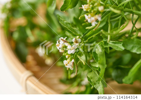 花のついたクレソン　白背景 114164314