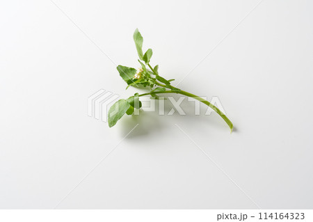 花のついたクレソン　白背景 114164323