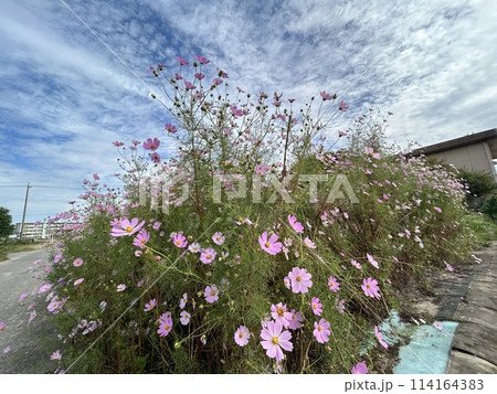 コスモス 114164383