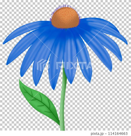 a flower of the sunflower 114164663