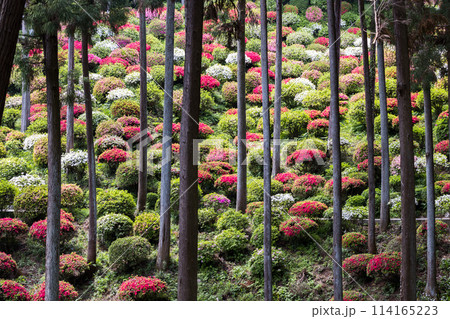 東京都青梅市　薬王寺のツツジ 114165223