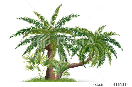 Palm tree composition in realistic style Palm tree composition in realistic style 114165315