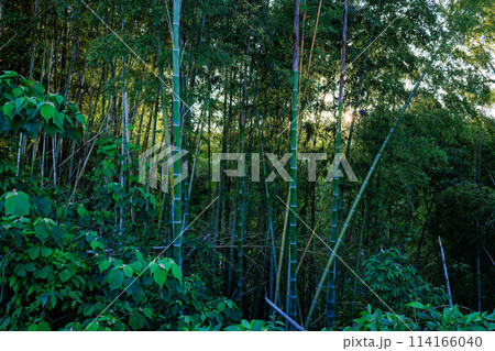 放置竹林イメージ 114166040