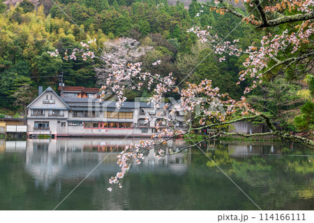 Kinrin lake with white sakura and famous sightseeing spot, Yufuin 114166111