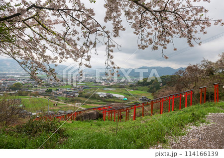 Sakura blossom with torii gates from hill at Ukiha Inari Shrine 114166139