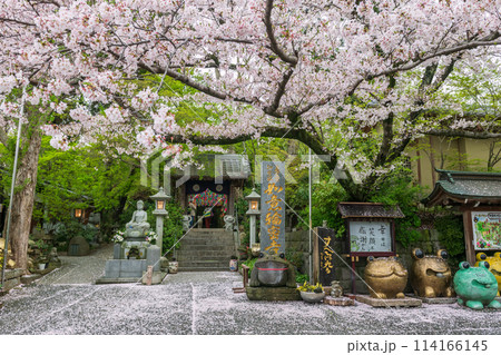 Nyoirinji Temple with  frog figurine and white sakura full bloom, Ogori 114166145
