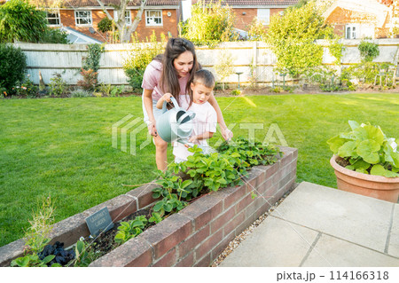 Mother and son watering vegetables in pots garden in Backyard on Sunny Summer Day. Boy helps mom take care of kitchen garden, woman teaches son to take care of plants. Time together. Active childhood 114166318