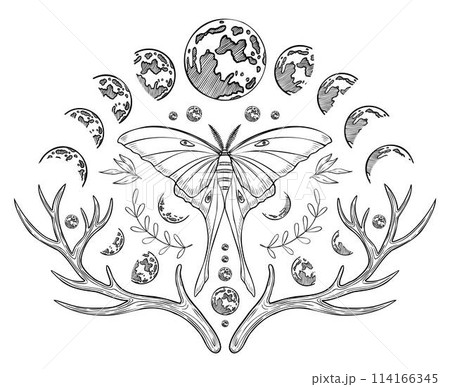 Mystical luna Moth with Moon phases. Vector illustration of a night butterfly with wings. Drawing of celestial magical composition for prints painted by black inks in linear style. Monochrome etching. 114166345