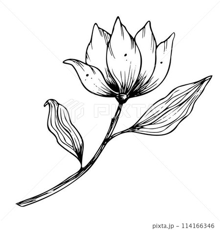 Vector Magnolia Flower. Hand drawn floral illustration in line art style painted by black inks on isolated background. Floral vintage engraved drawing for greeting cards or wedding invitations. 114166346