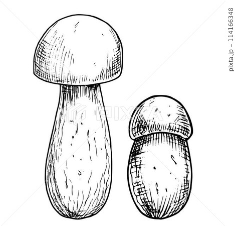 Porcini edible Mushroom. Hand drawn vector illustration of Boletus in black and white colors. Linear drawing of Fungus for menu design or food label. Graphic engraving. Monochrome sketch. 114166348