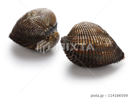 赤貝 赤貝 114166509