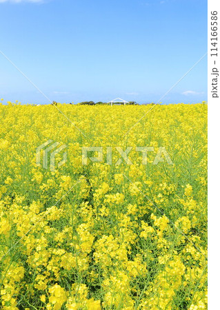 菜の花畑と青い空　　ソレイユの丘 114166586