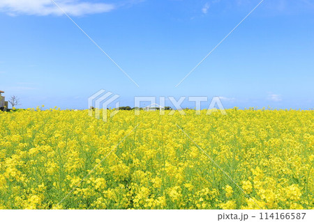 菜の花畑と青い空　　ソレイユの丘 114166587