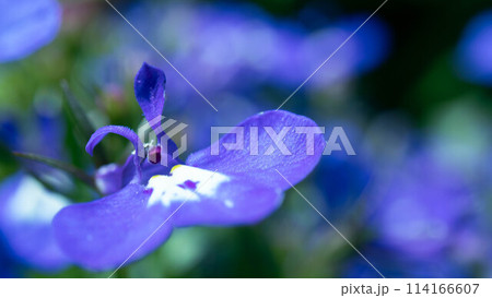 春の陽光を浴びる青の花 春の陽光を浴びる青の花 114166607