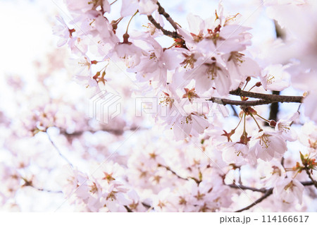 桜満開の高遠城址公園 桜満開の高遠城址公園 114166617