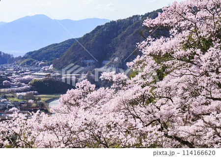 桜満開の高遠城址公園 桜満開の高遠城址公園 114166620