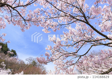 桜満開の高遠城址公園 114166629