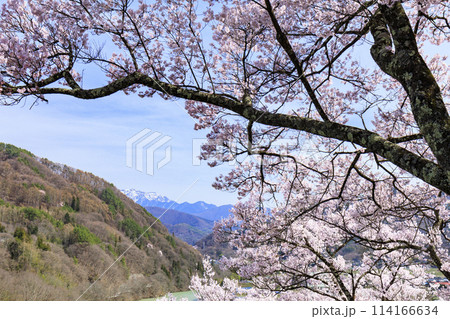 桜満開の高遠城址公園 桜満開の高遠城址公園 114166634