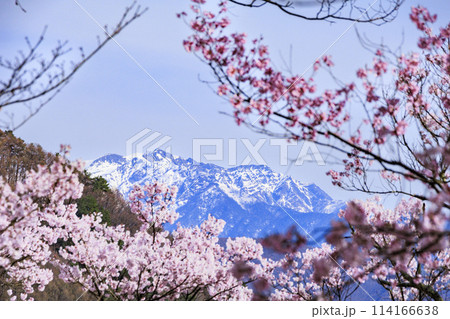 桜満開の高遠城址公園 桜満開の高遠城址公園 114166638