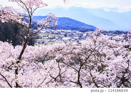桜満開の高遠城址公園 桜満開の高遠城址公園 114166639