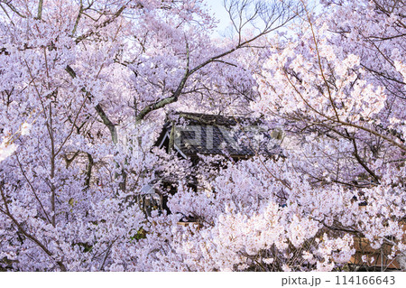 桜満開の高遠城址公園 桜満開の高遠城址公園 114166643