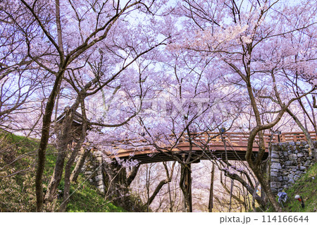 桜満開の高遠城址公園 114166644