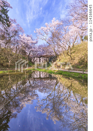 桜満開の高遠城址公園 桜満開の高遠城址公園 114166645
