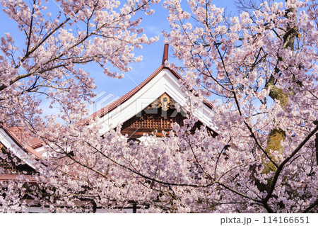 桜満開の高遠城址公園 114166651