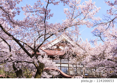 桜満開の高遠城址公園 桜満開の高遠城址公園 114166653