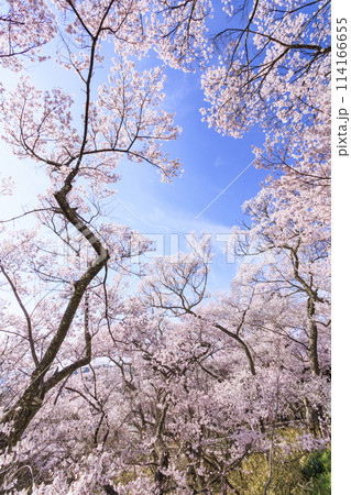 桜満開の高遠城址公園 桜満開の高遠城址公園 114166655