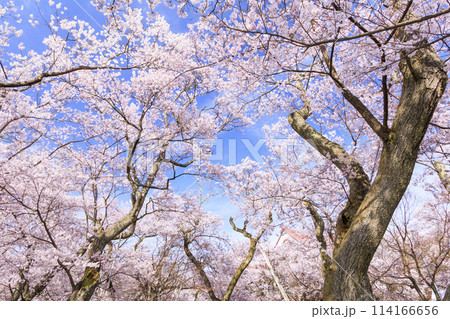 桜満開の高遠城址公園 桜満開の高遠城址公園 114166656