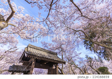 桜満開の高遠城址公園 114166659