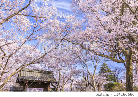 桜満開の高遠城址公園 114166660