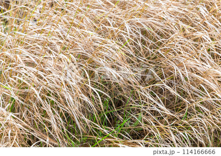 Natural background photo of dry dead grass Natural background photo of dry dead grass 114166666