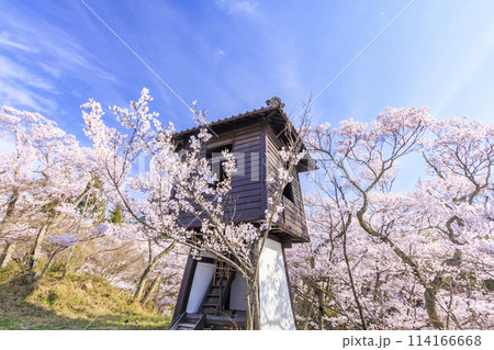 桜満開の高遠城址公園 114166668