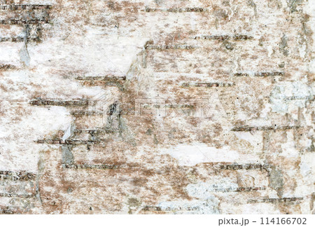 Birch tree bark close-up detailed background photo texture 114166702
