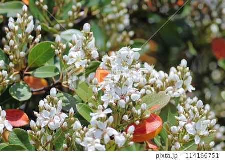 満開の白い花 満開の白い花 114166751